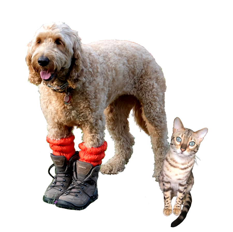 Goldendoodle wearing Very Vermillion Hikas Gaiters and Lowa hiking boots. Bengal Cat with blue eyes sits next to the dog looking judgy. 